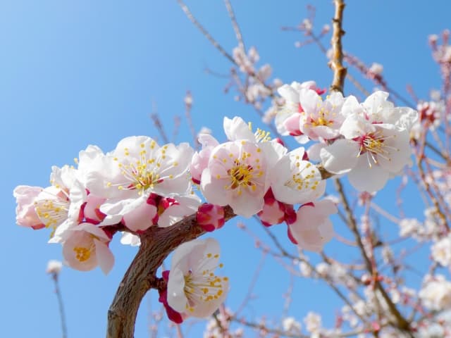 故郷の友よ